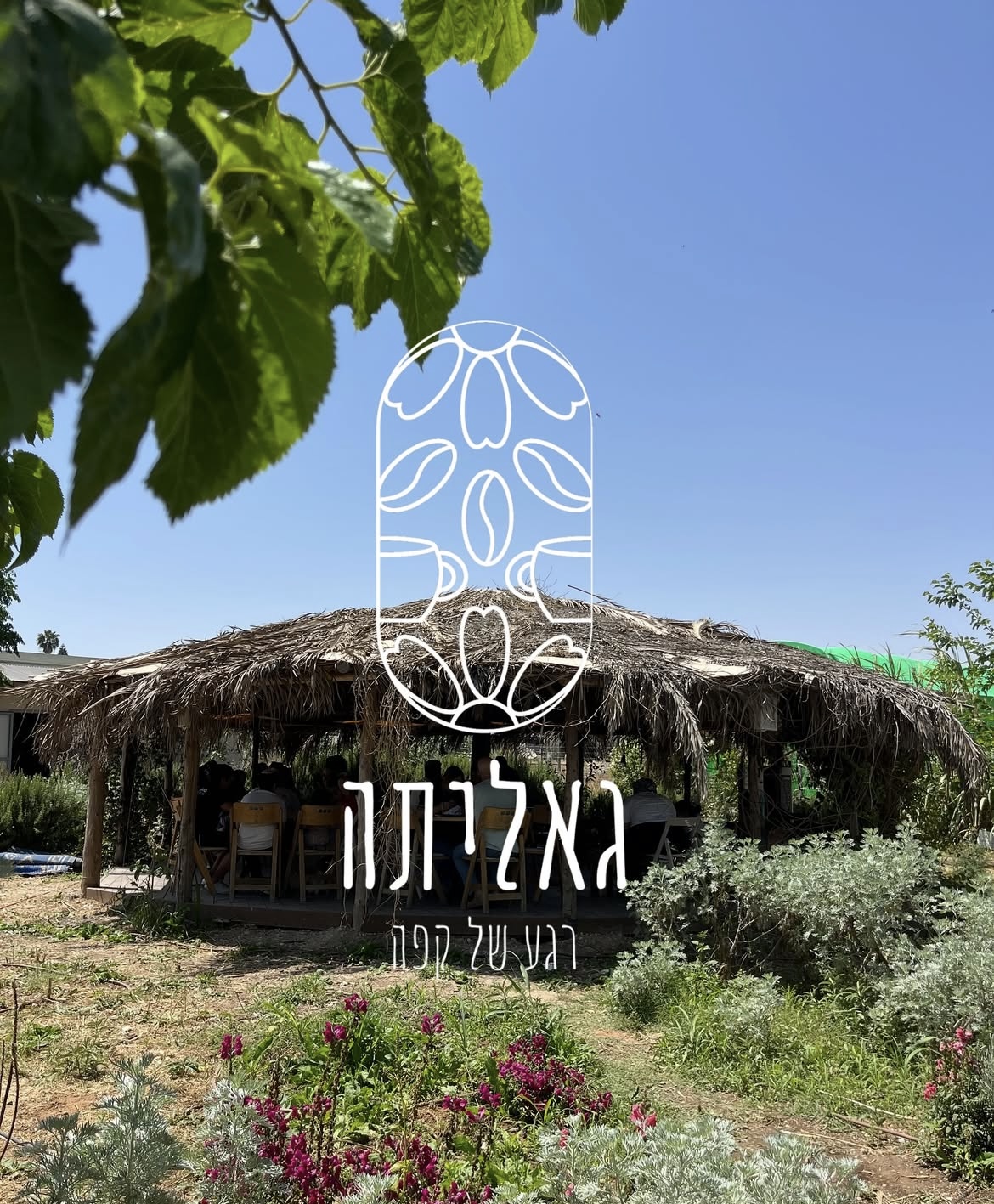 גאליתה